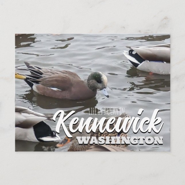Ente, American Wigeon, Bird, Kennewick, WA Postkarte (Vorderseite)