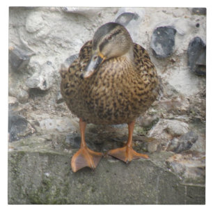 Ente an der Wand Fliese