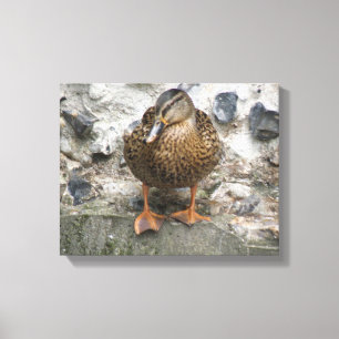 Ente an einer Wand, Canvas Print Leinwanddruck