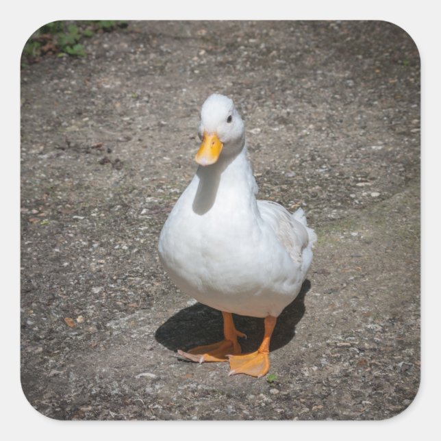 Ente anrufen quadratischer aufkleber (Vorderseite)