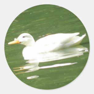 Ente auf dem Wasseraufkleber Runder Aufkleber