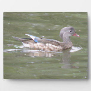 Ente auf der Plaque-See Fotoplatte