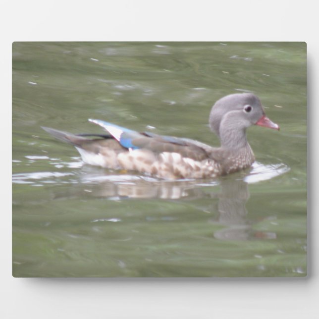 Ente auf der Plaque-See Fotoplatte (Vorderseite)