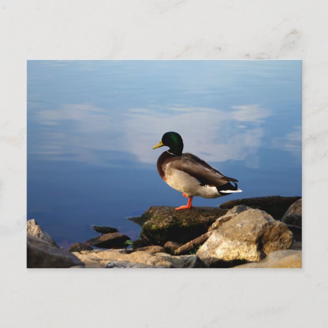 Ente auf der Wasserkante Postkarte (Vorderseite)