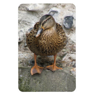 Ente auf einem Mauerprämienmagazin Magnet