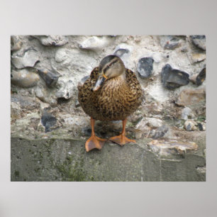 Ente auf einem Wall-Poster Poster