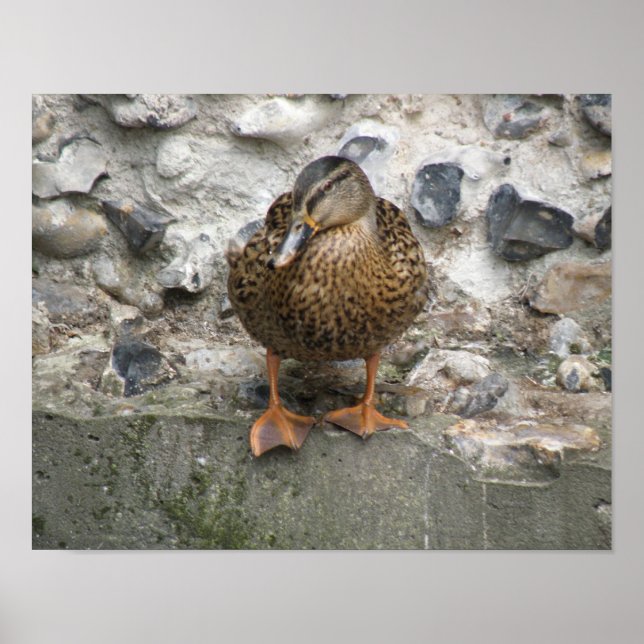 Ente auf einem Wall-Poster Poster (Vorne)