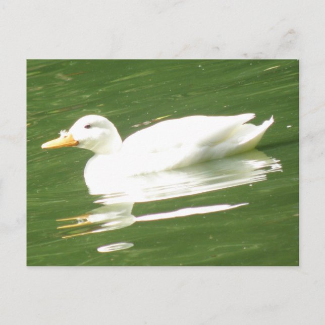 Ente auf Wasser Postkarte (Vorderseite)