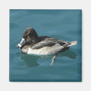 Ente auf Wasser Schwarz-weiß Ring Neck Lake Animal Magnet
