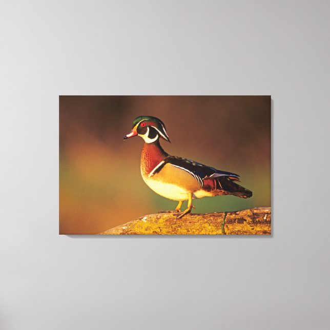 Ente aus männlichem Holz, Illinois Leinwanddruck (Vorderseite)