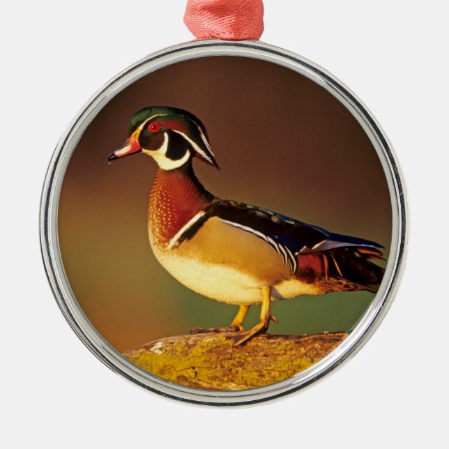 Ente aus männlichem Holz, Illinois Silbernes Ornament (Vorne)