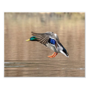 Ente der Stockenten-10x8 im Flug Fotodruck