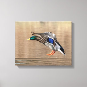 Ente der Stockenten-14x11 im Flug Leinwanddruck