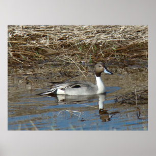 Ente Drake der Spießenten-B5 Poster