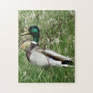 Ente Drake Greenhead der Stockenten-B55 im Gras