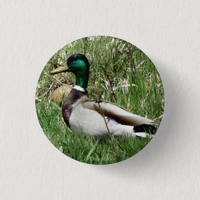 Ente Drake Greenhead der Stockenten-B55 im Gras Button (Vorderseite)