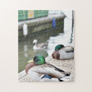 Ente durch die Wasservogelfotografie