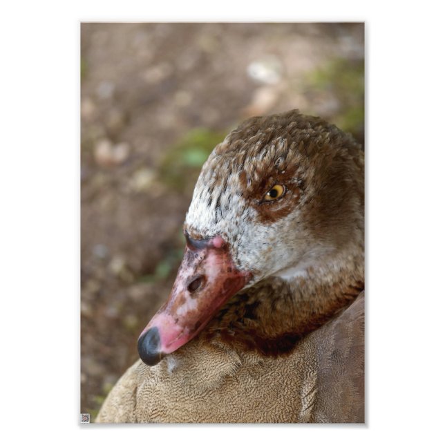 Ente Fotodruck (Vorne)