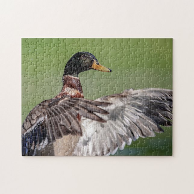 Ente im Hudson-Tal (Horizontal)