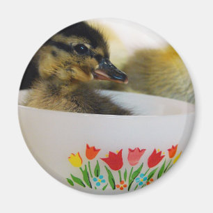 Ente in einem Teacup Magnet