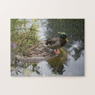 Ente in einem Teich
