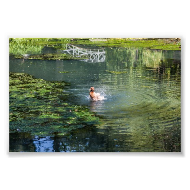 Ente in einem Teich ausstreichen Fotodruck (Vorne)