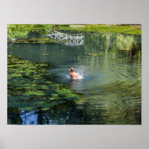 Ente in einem Teich ausstreichen Poster