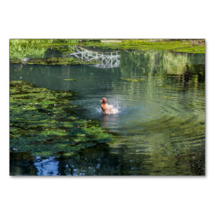 Ente in einem Teich ausstreichen Tischnummer