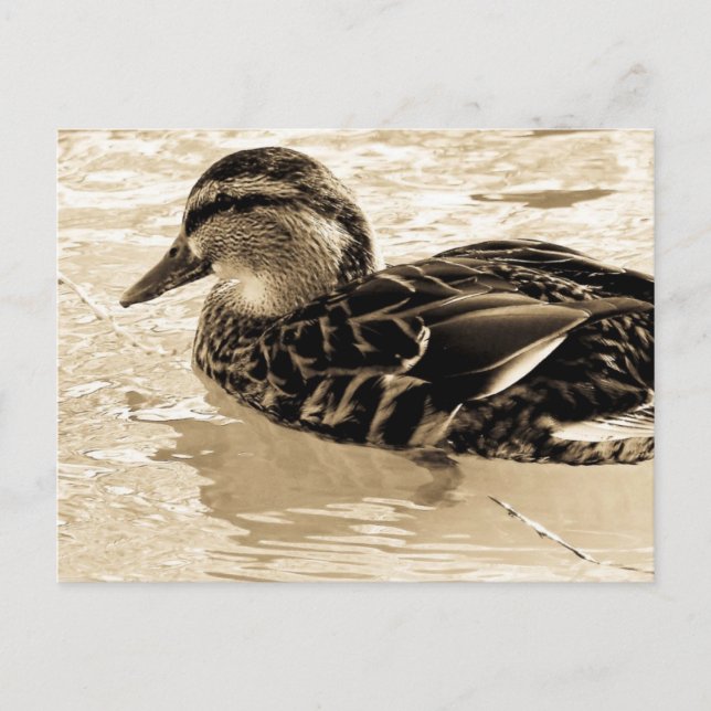 Ente in Sepia Postkarte (Vorderseite)
