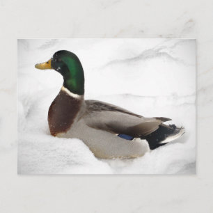 Ente in Snow Postkarte