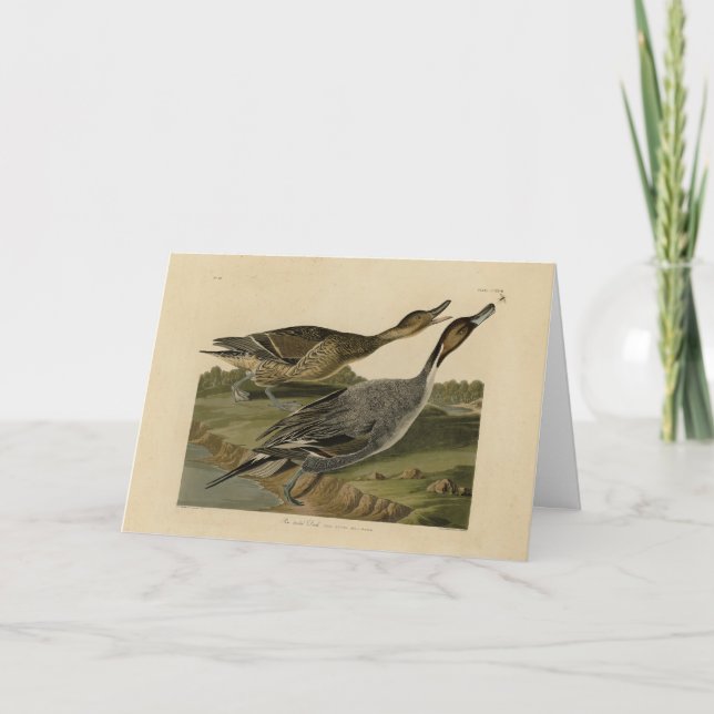 Ente mit Button - von Audubons Vögeln in Amerika Karte (Vorderseite)