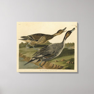 Ente mit Button - von Audubons Vögeln in Amerika Leinwanddruck