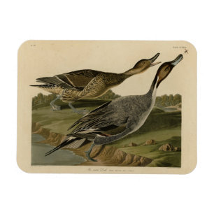 Ente mit Button - von Audubons Vögeln in Amerika Magnet