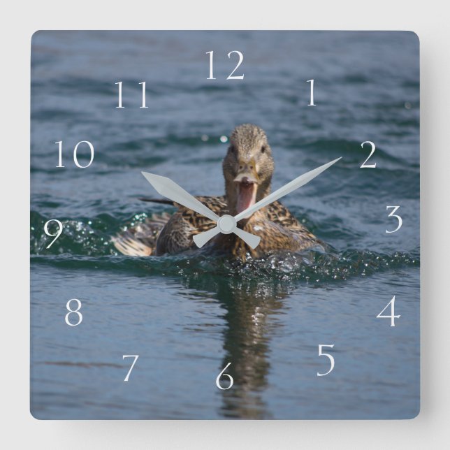 Ente mit Schnabel offen Quadratische Wanduhr (Vorderseite)