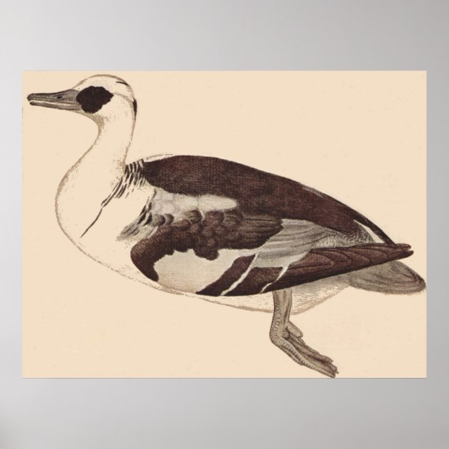 Ente - Pisanello - c1450 Poster (Vorne)