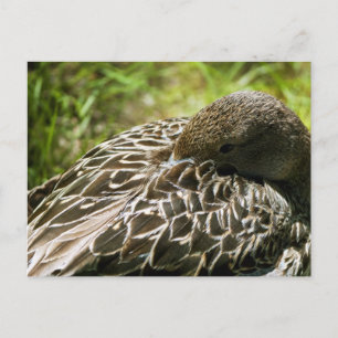 Ente Postkarte