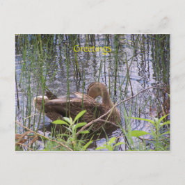Ente schwimmen auf einem Teich Postkarte