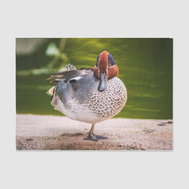Ente stößt auf seidenpapier (Vorderseite)