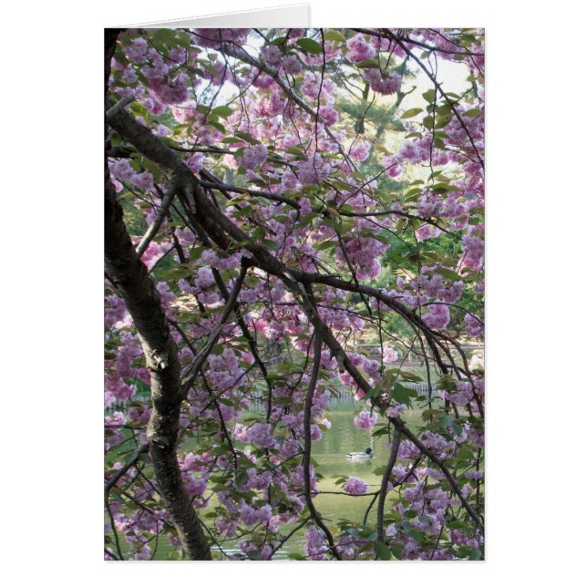 Ente unter Kirschblüten (Vorne)