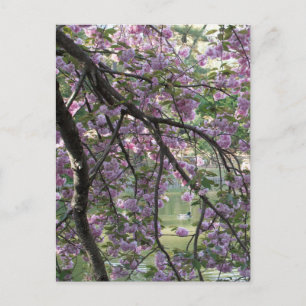Ente unter Kirschblüten Postkarte