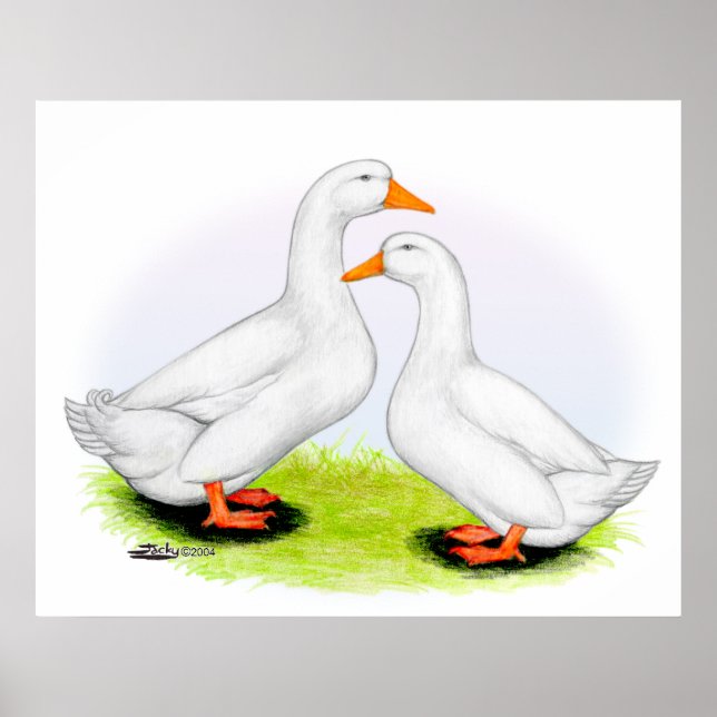 Ente: Weiße Pekins Poster (Vorne)