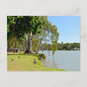 Enten am River Murray Australien, Postkarte