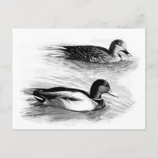 Enten am See Postkarte (Vorderseite)