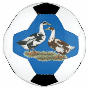 Enten Ancona Pair Fußball