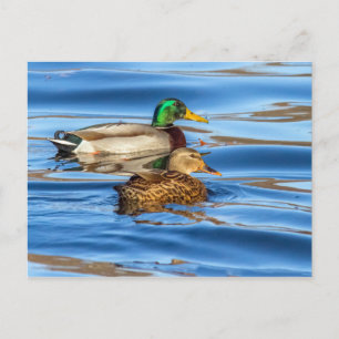 Enten auf blauem Wasser Postkarte