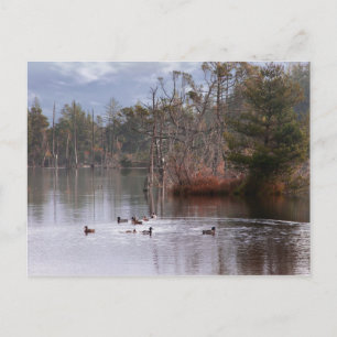 Enten auf dem Empire Lake Postkarte
