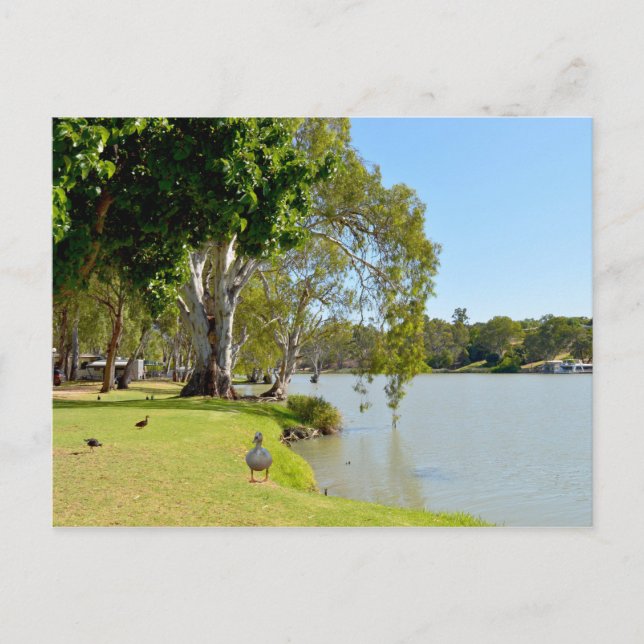 Enten auf dem Fluss Murray Australia, Postkarte (Vorderseite)