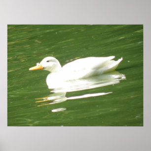 Enten auf dem Wasser Print Poster