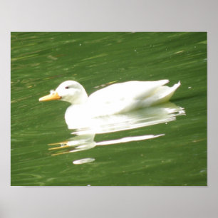 Enten auf dem Wasser Print Poster