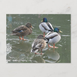 Enten auf der Postkarte der EisDIY
